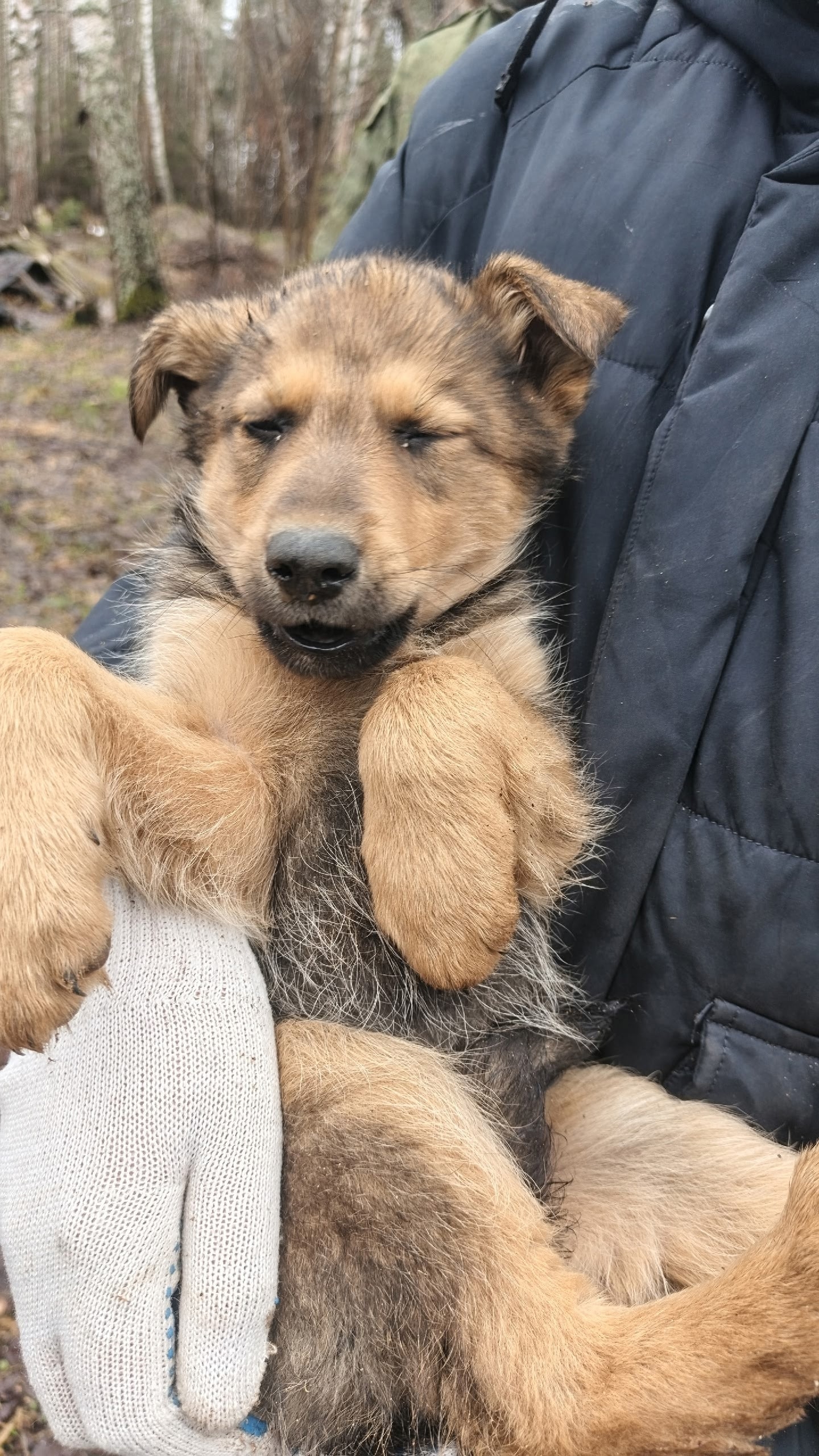 Найдена собака в Другие города