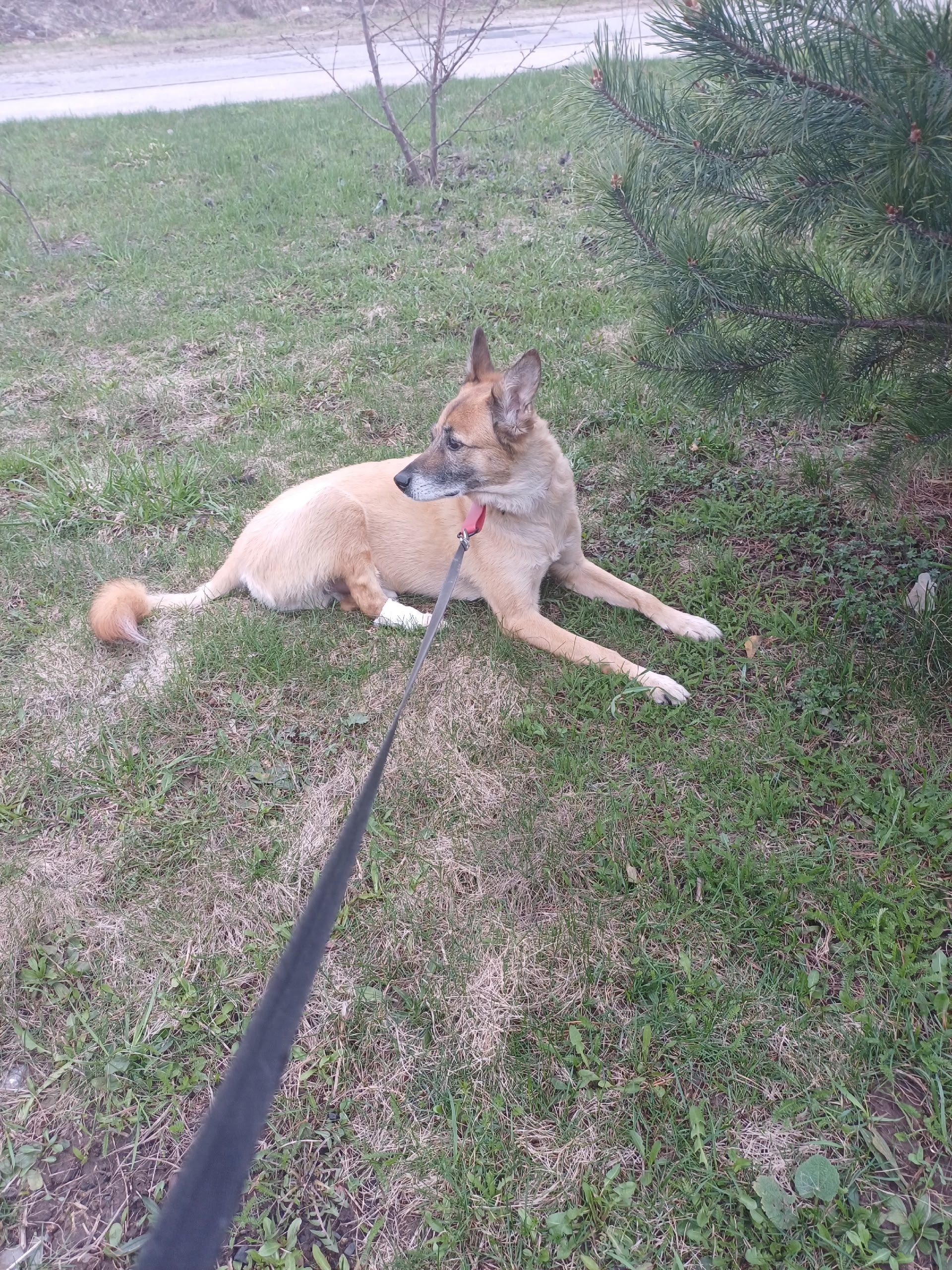 Найдена собака в Другие города