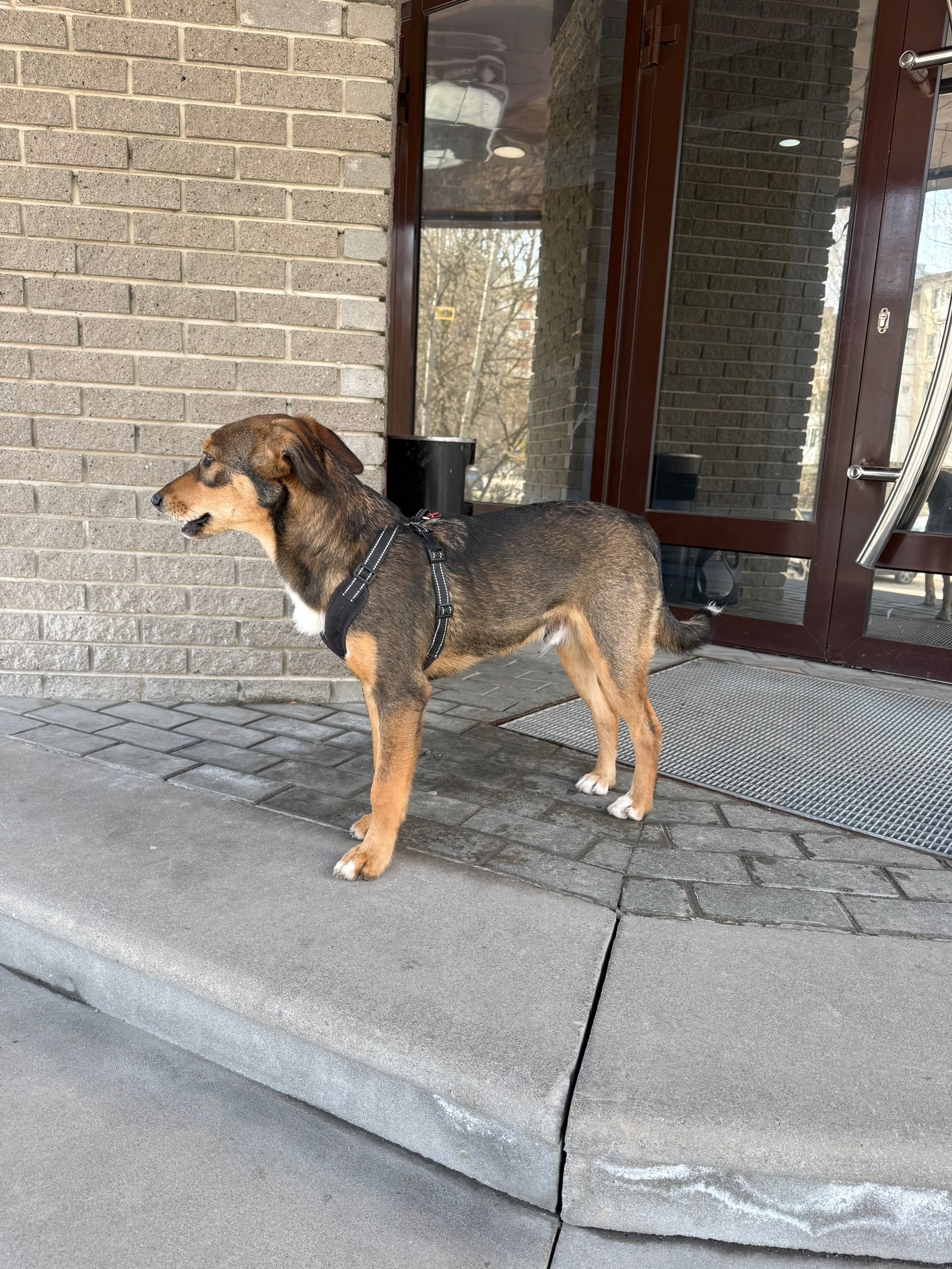 Пропал питомец в Другие города