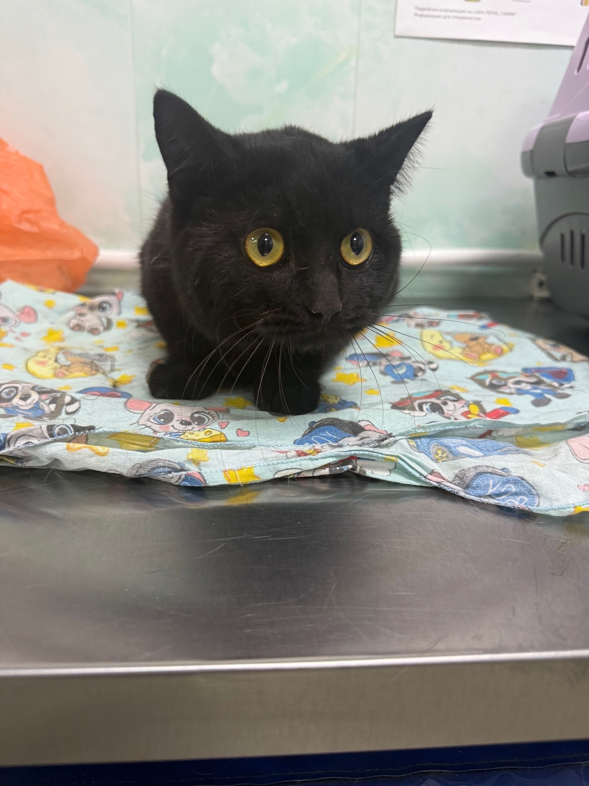 ‼️‼️‼️ Найден кот‼️‼️‼️