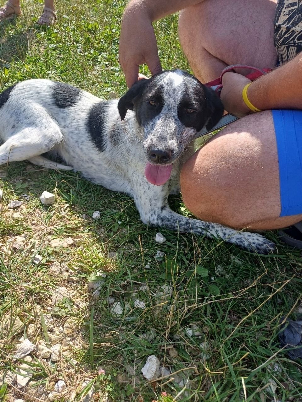 Найдена собака в Другие города