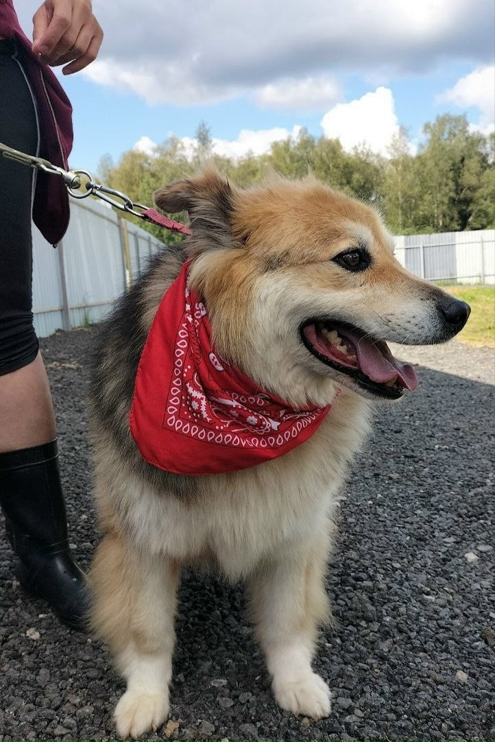 Найдена собака в Другие города