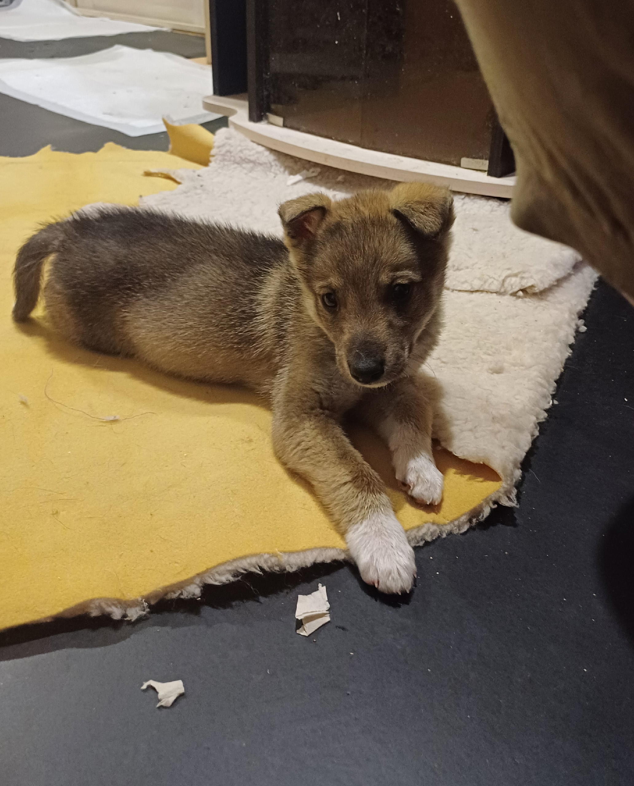 Найден питомец в Другие города