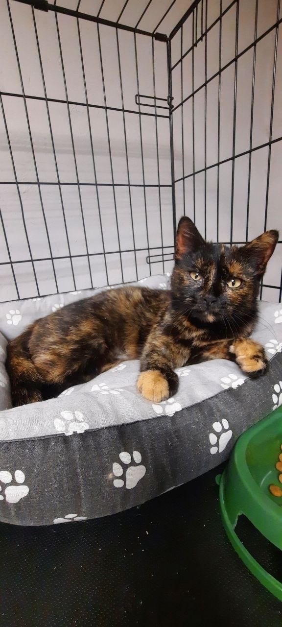 Объявление о питомце в Другие города