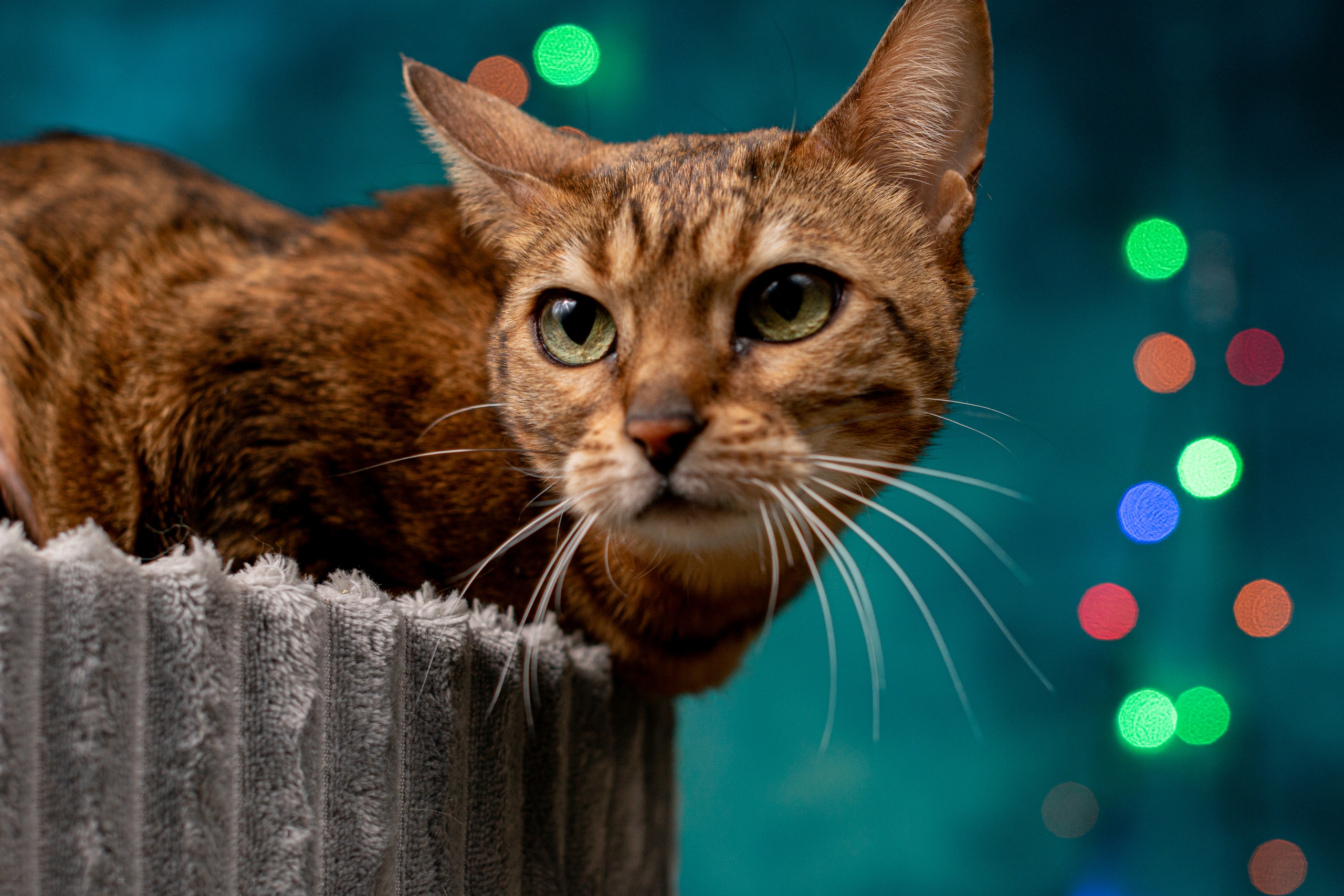 Найдена кошка в Другие города