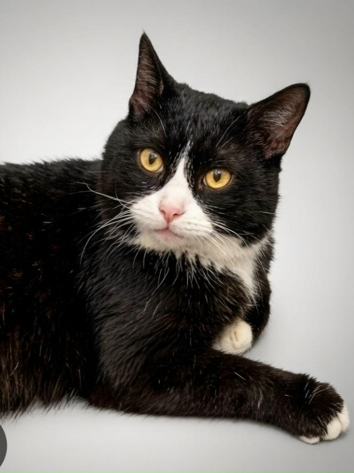 Объявление о питомце в Других городах — фото объявления