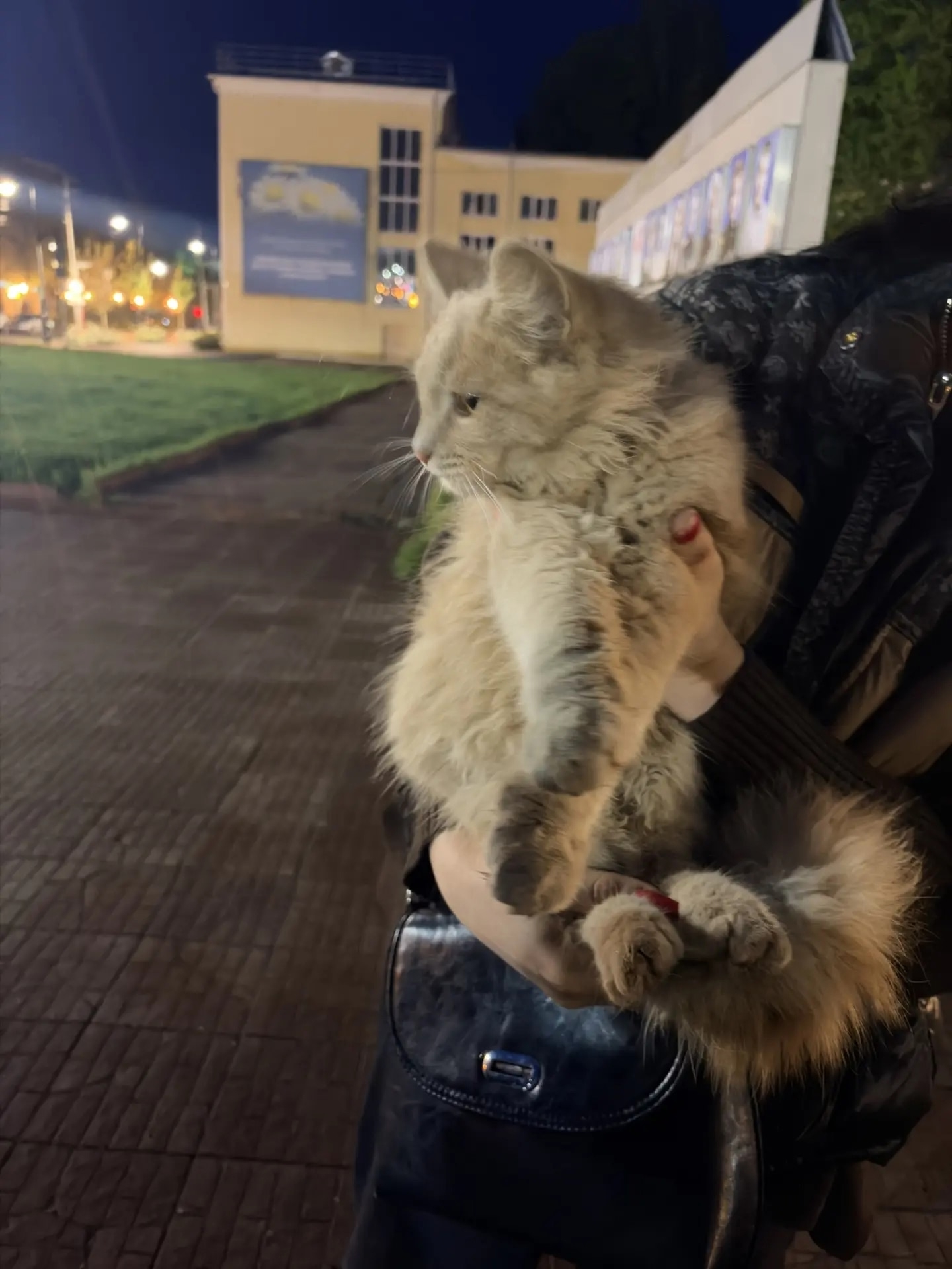 Найдена кошка в Других городах — фото объявления