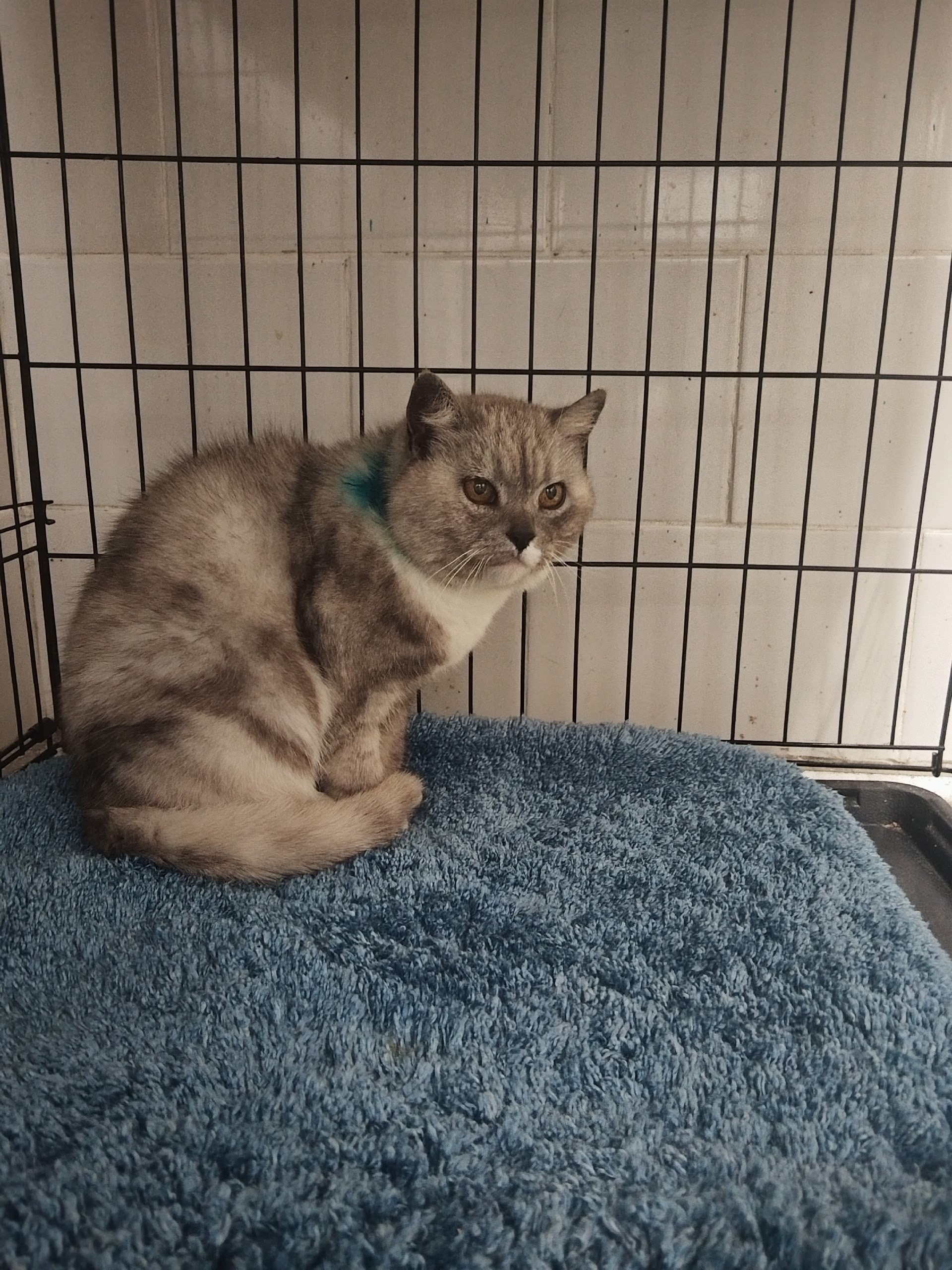 Объявление о питомце в Другие города