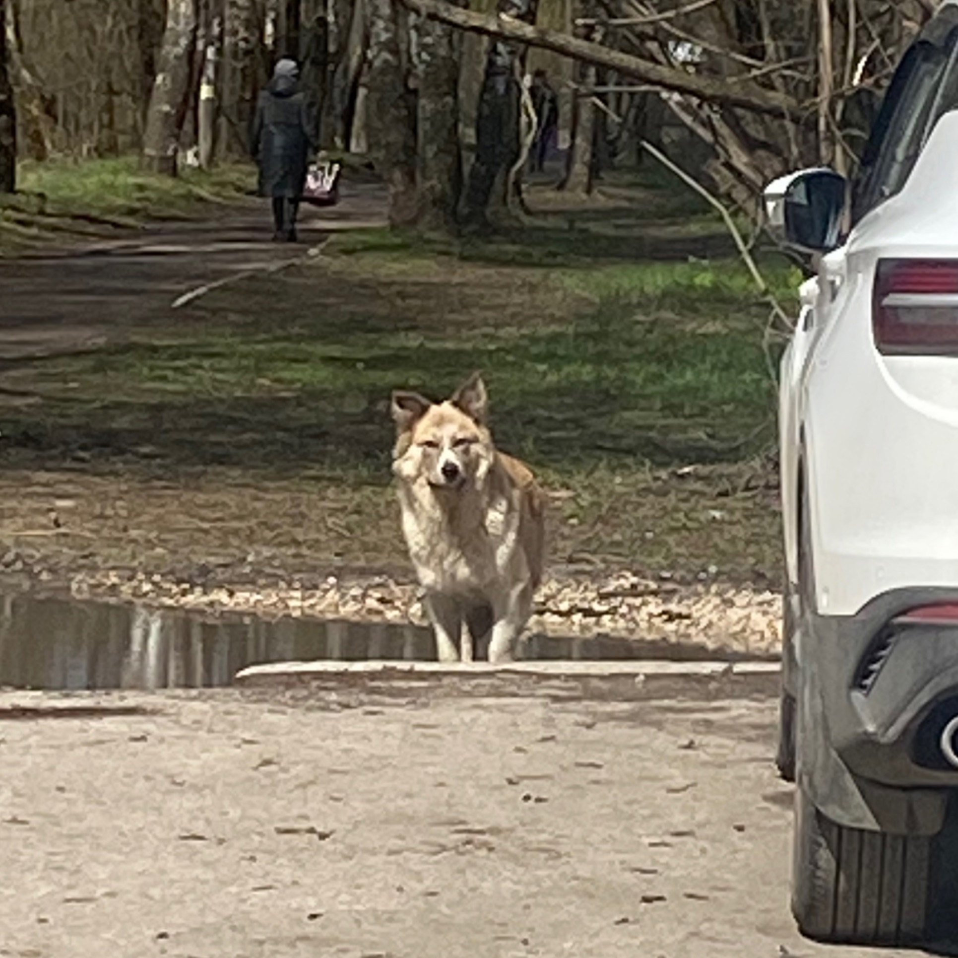 Объявление о питомце в Другие города
