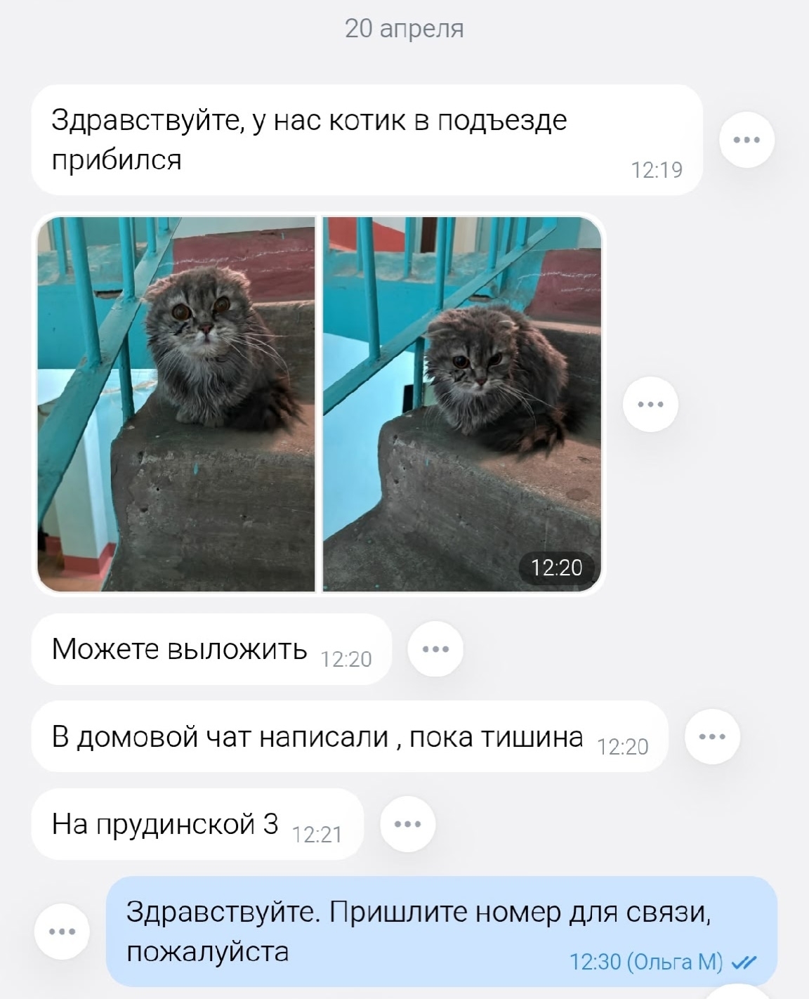 Найдена собака в Другие города