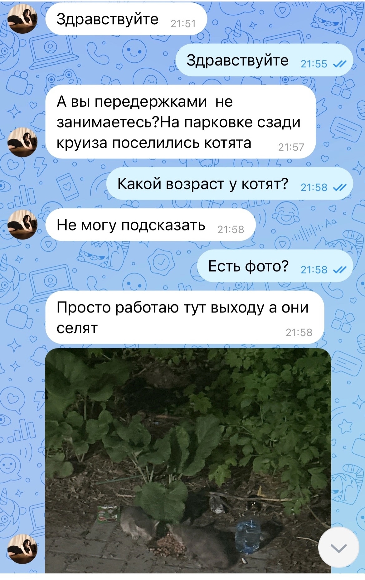 Найденная кошка в Других городах Найдена кошка в Других городах — фото объявления