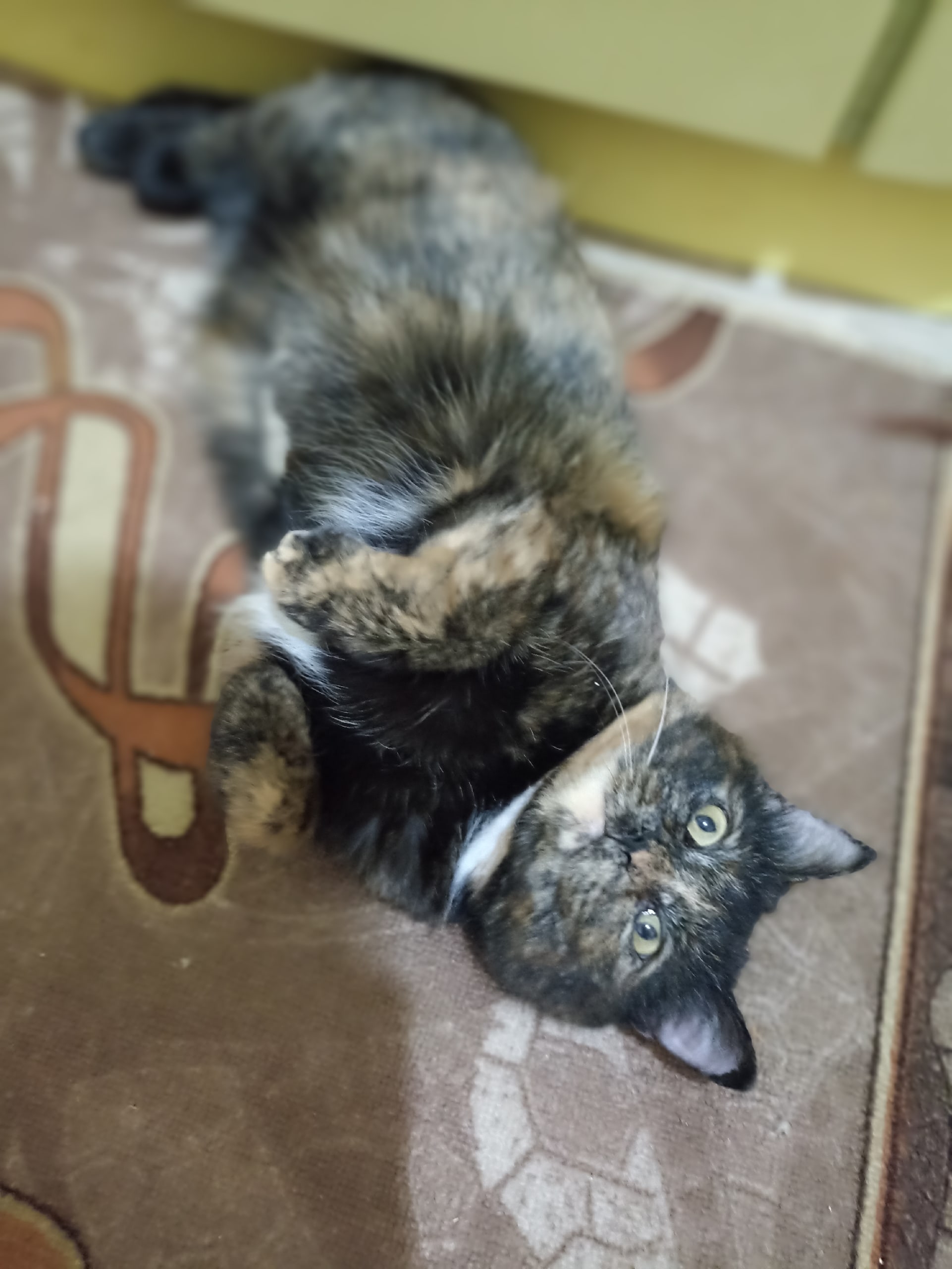 Ищет дом и любящих хозяев, кошечка  Ксюша. Кошечка молодая, ласковая,спокойная,  стерилизованная, привита, лоток на отлично. Ксюшу спасли с улицы, с детишками, детки нашли свои семьи, Ксюша сейчас на 