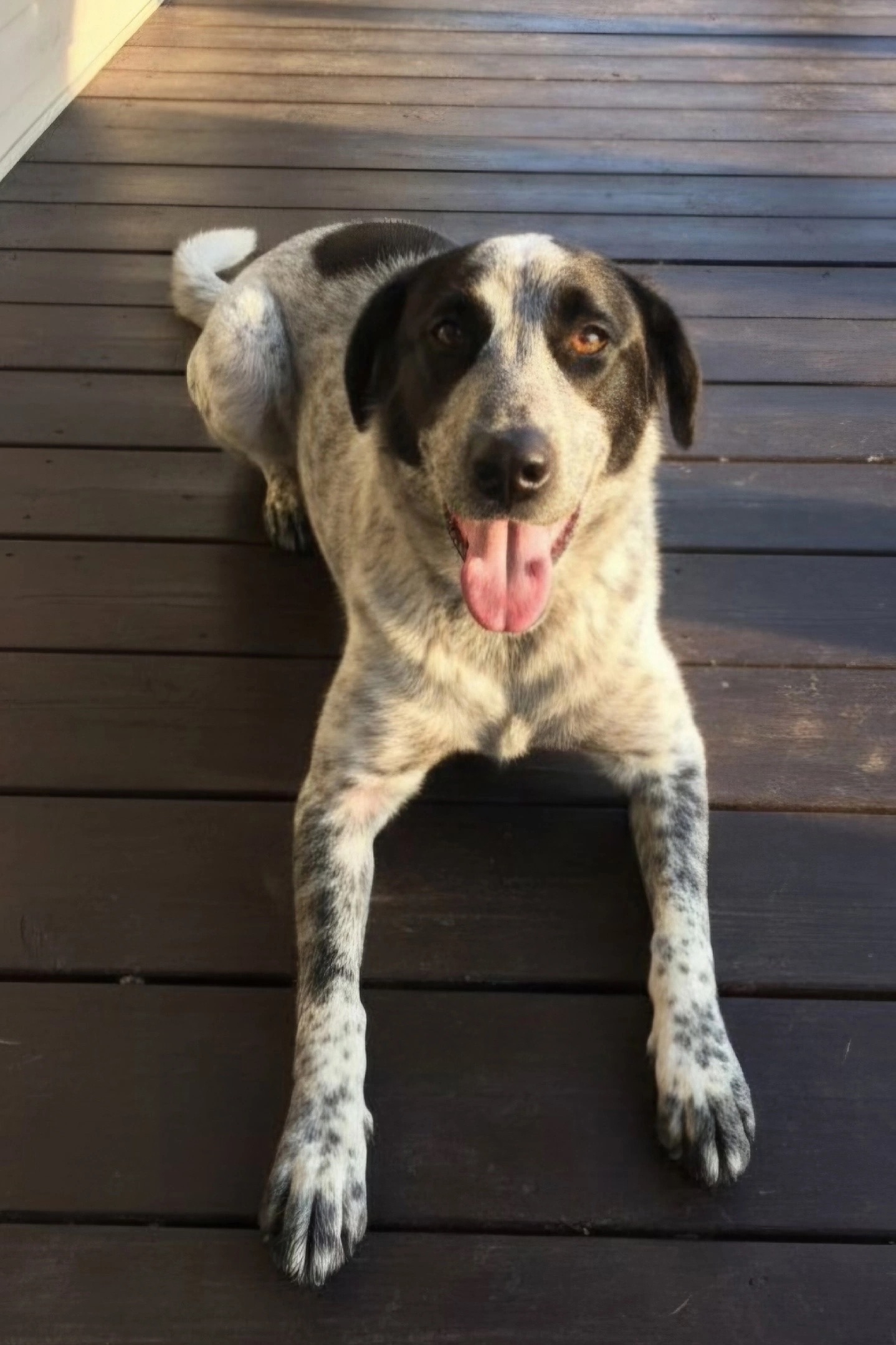 Найдена собака в Другие города