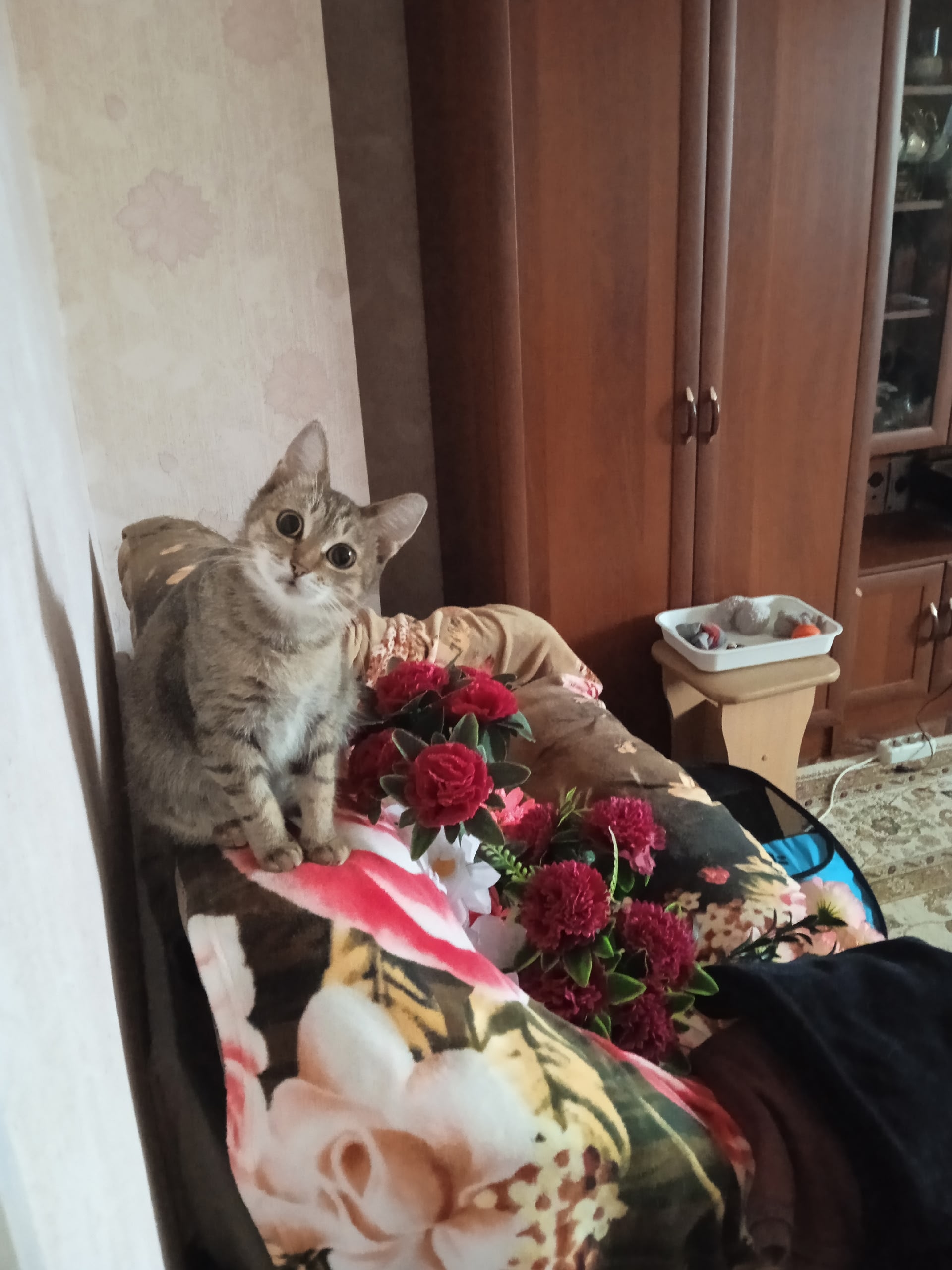 Объявление о питомце в Другие города