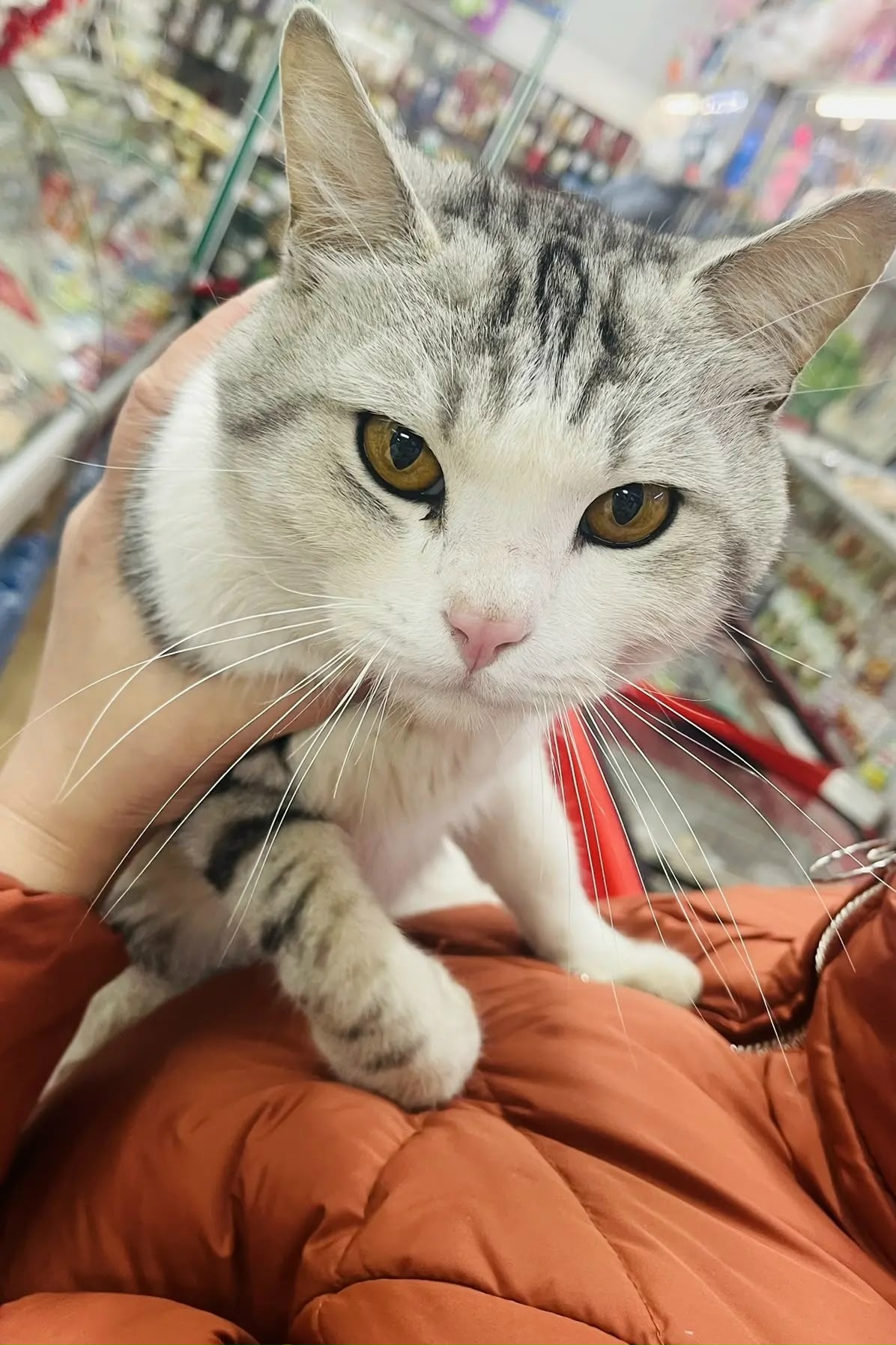 Найдена кошка в Другие города