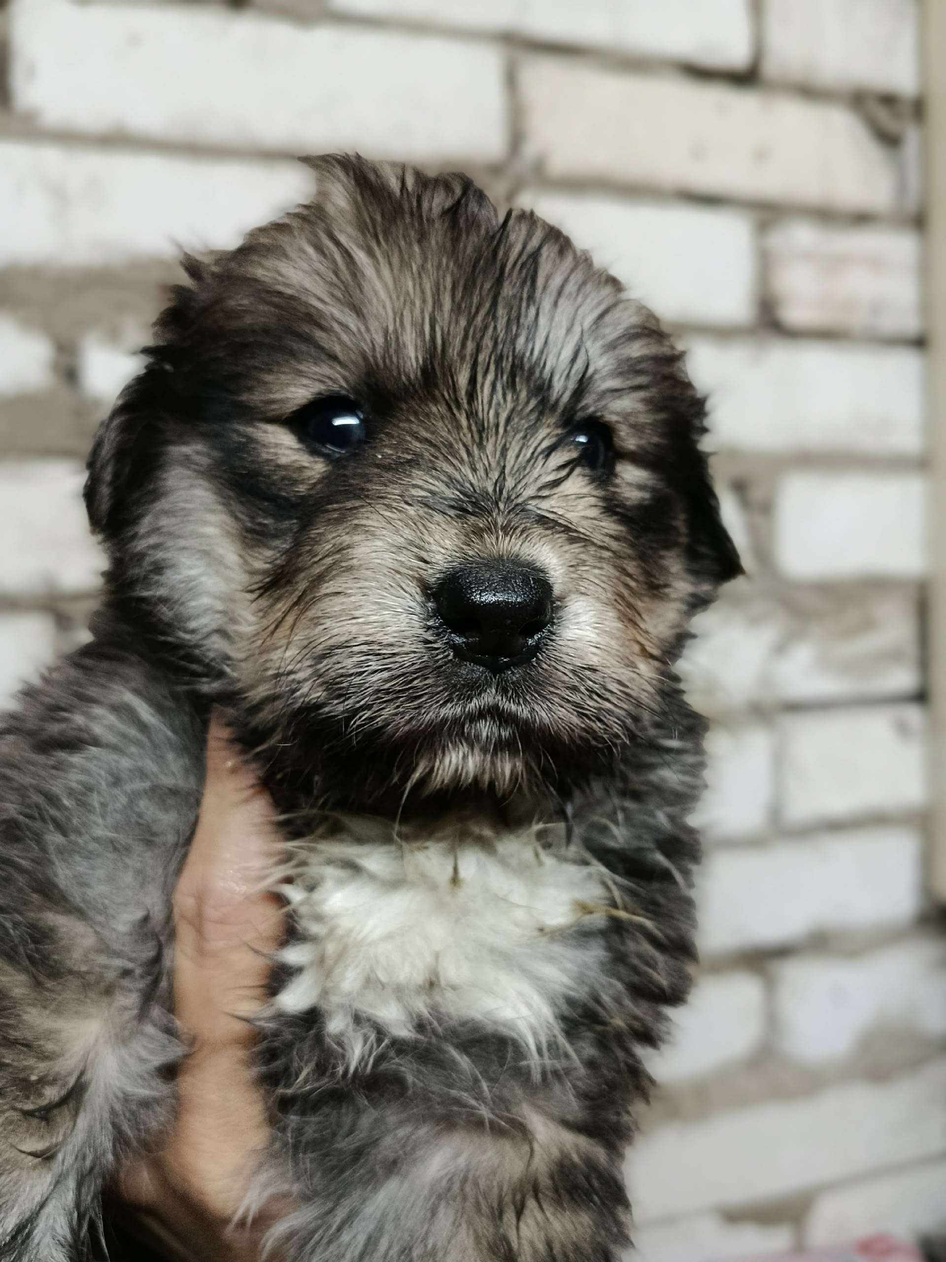 Найдена собака в Другие города