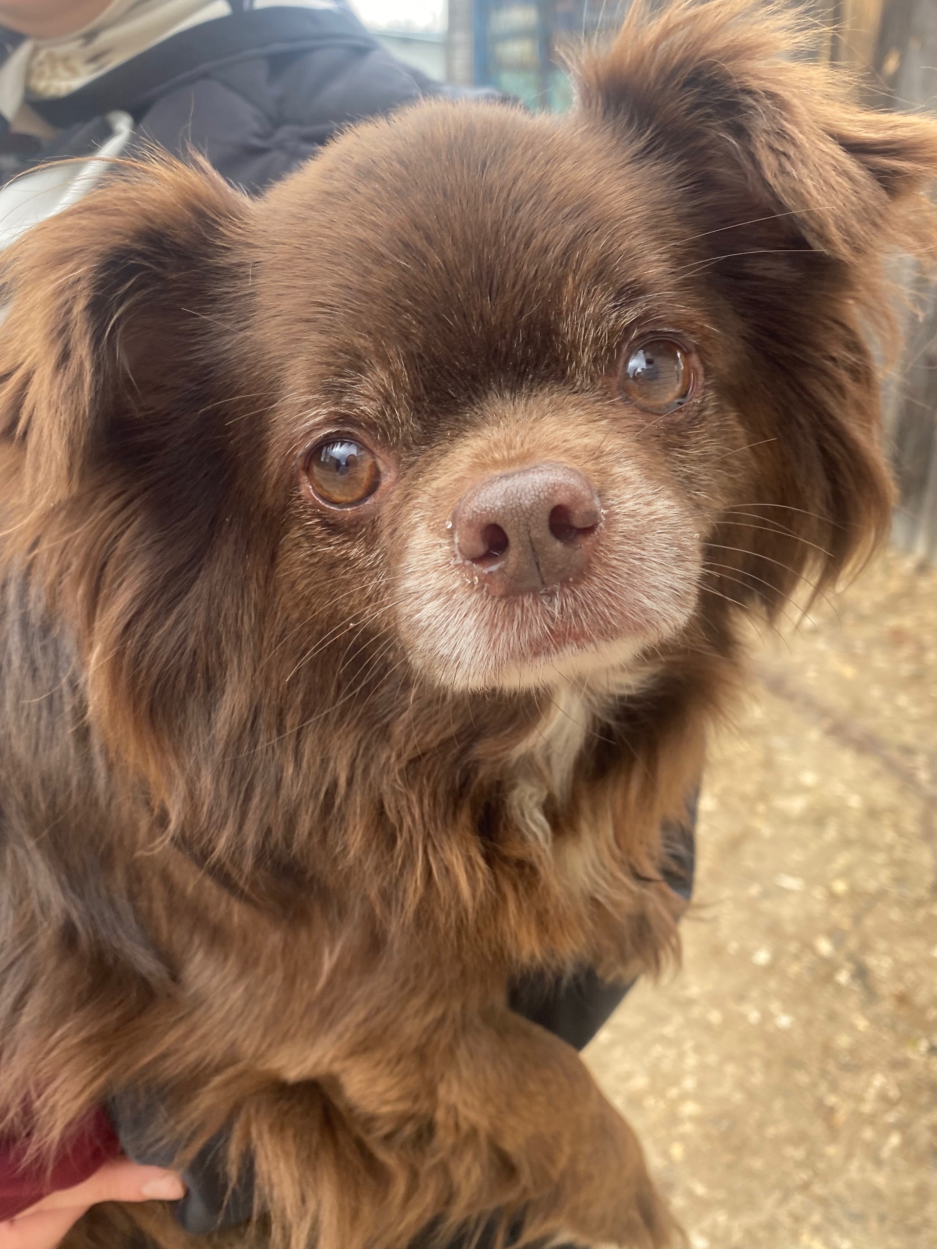 Найдена собака в Другие города