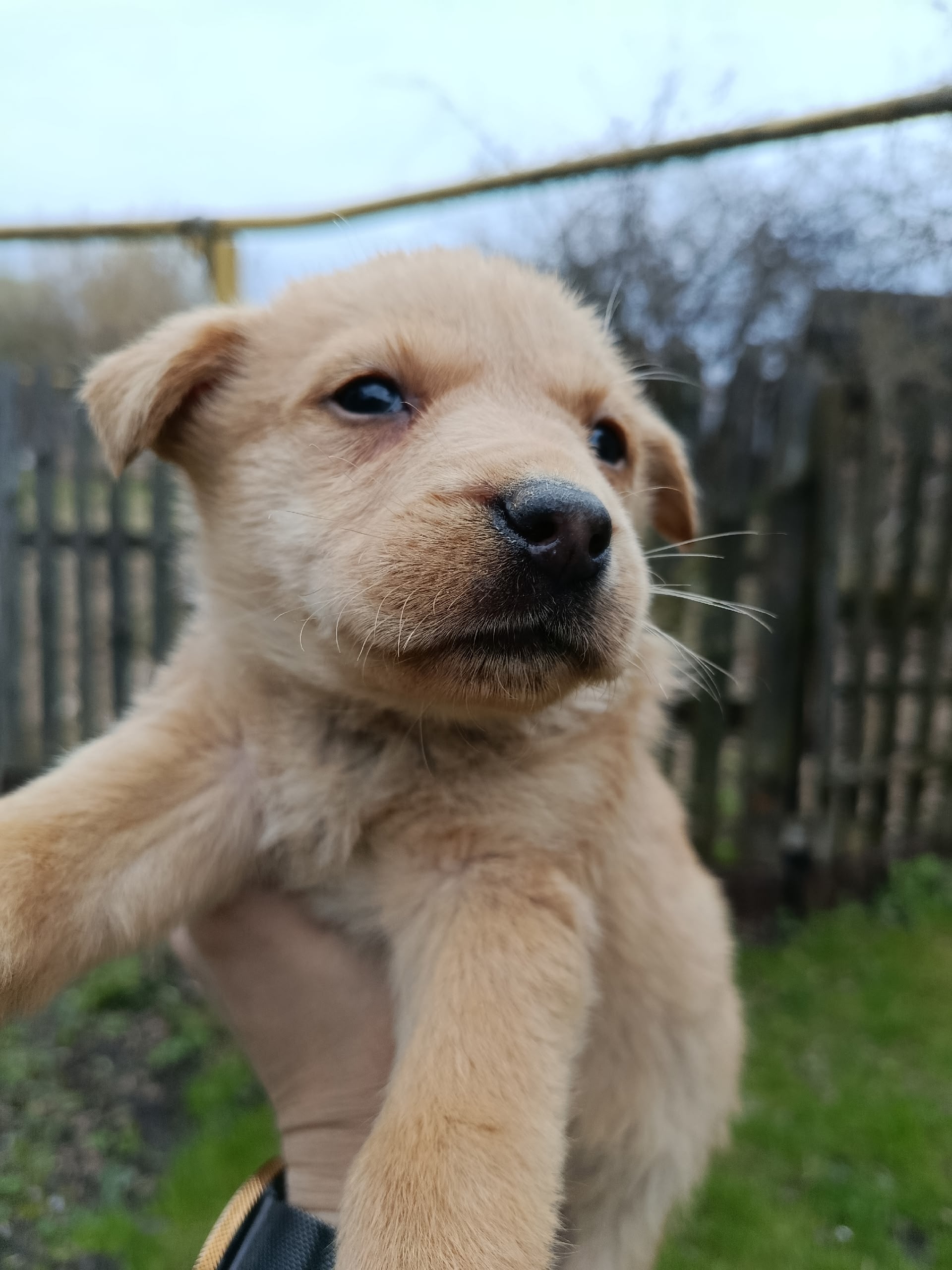 Найдена собака в Других городах — фото объявления