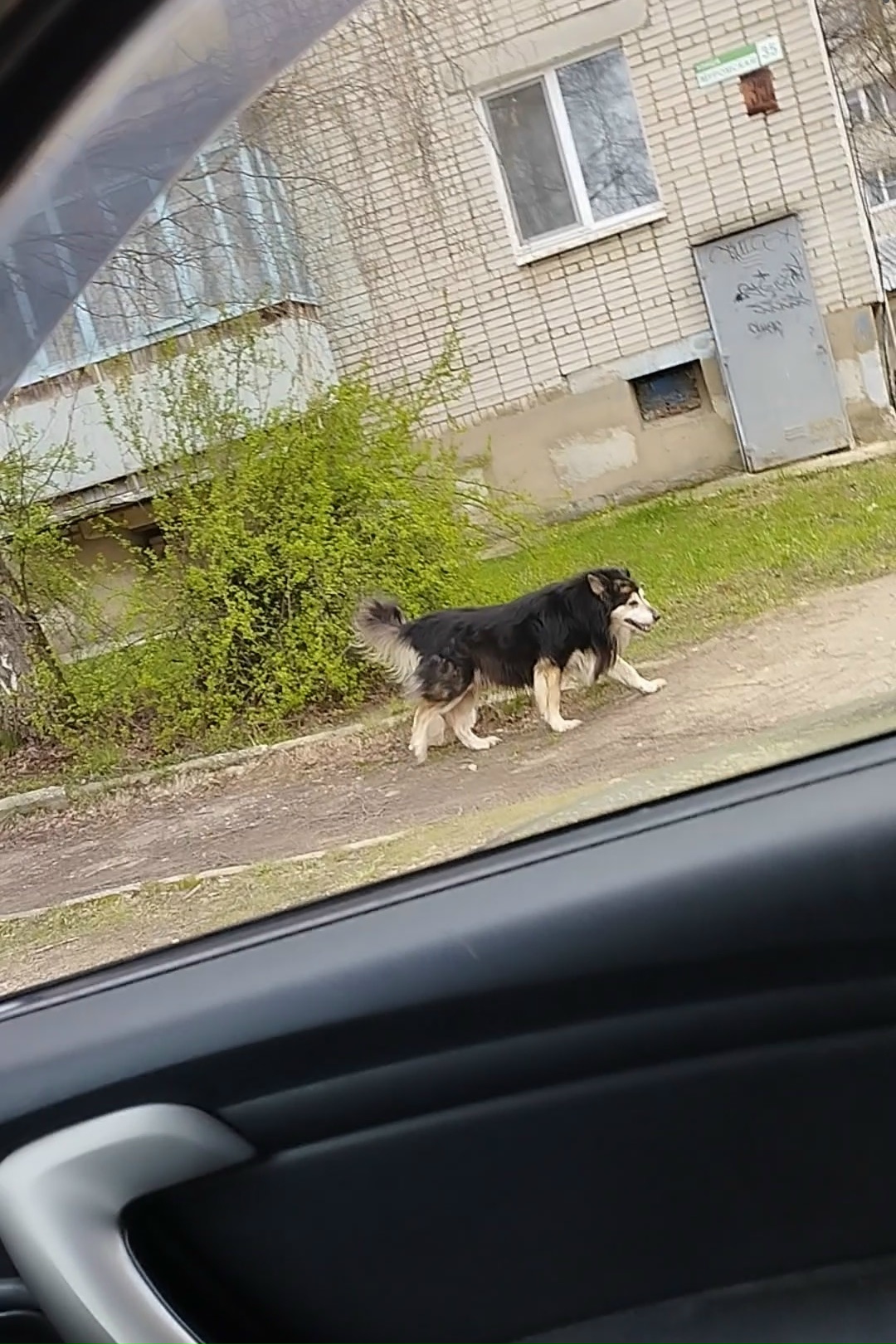 Найдена собака в Других городах — фото объявления