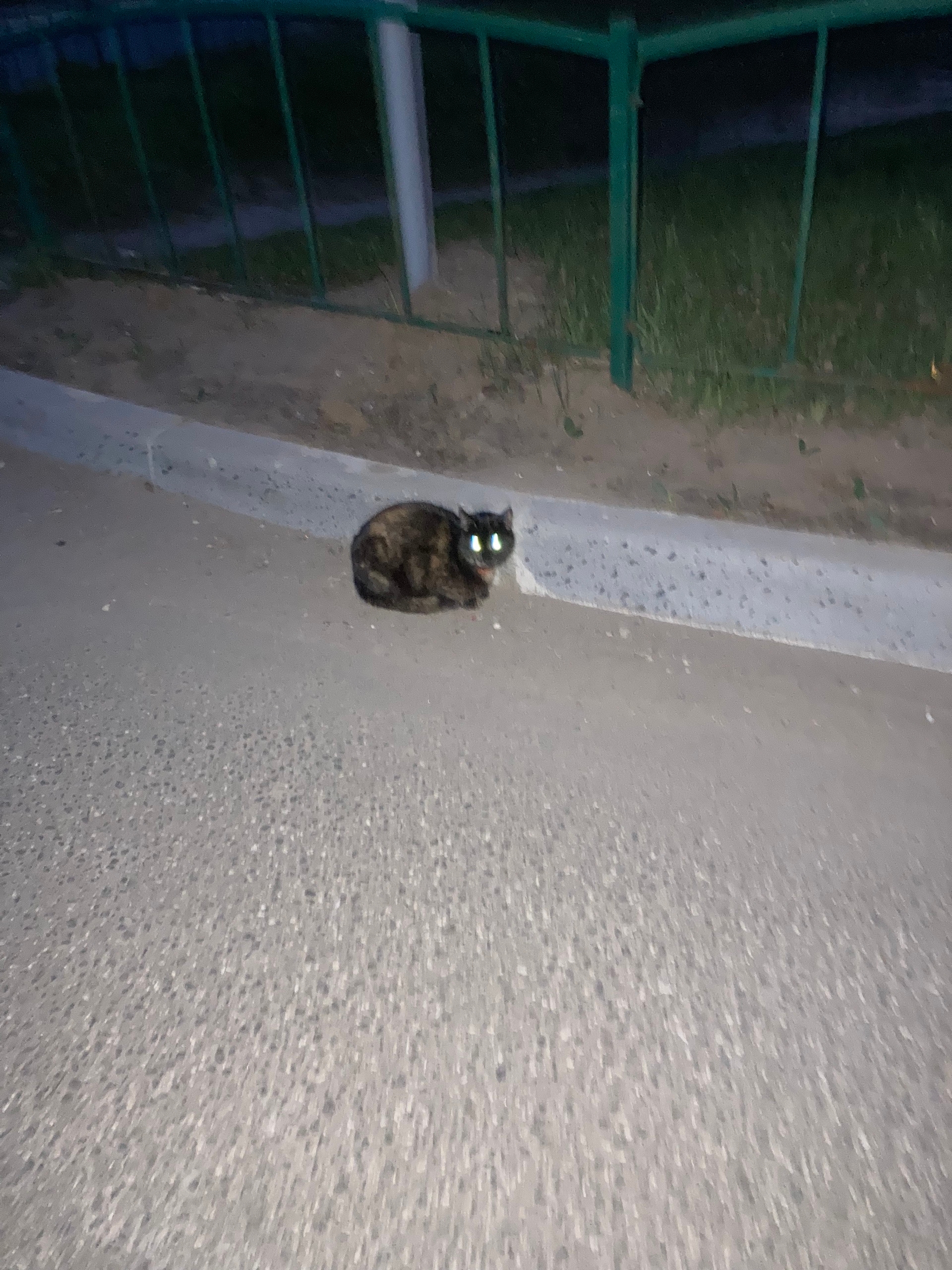 Найдена кошка в Других городах — фото объявления