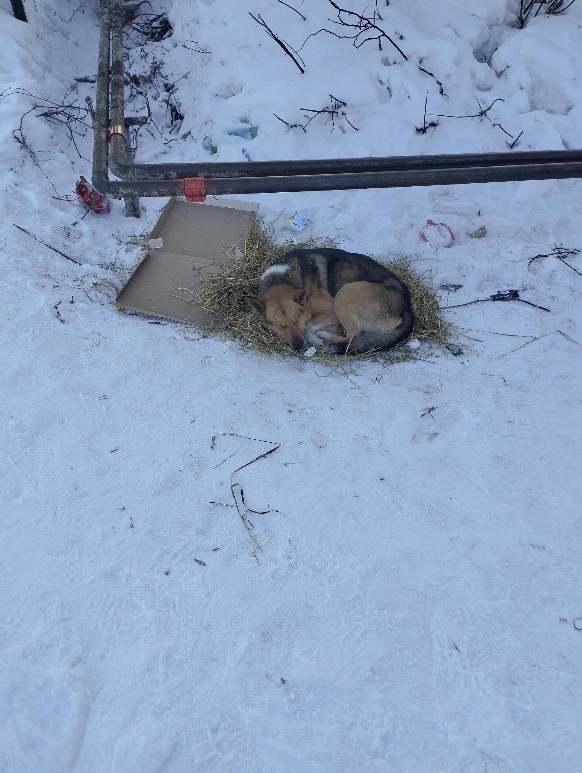 Найдена собака в Других городах — фото объявления