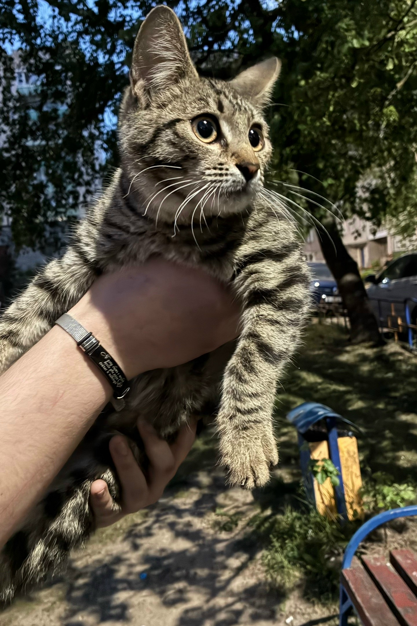 Найдена кошка в Других городах — фото объявления