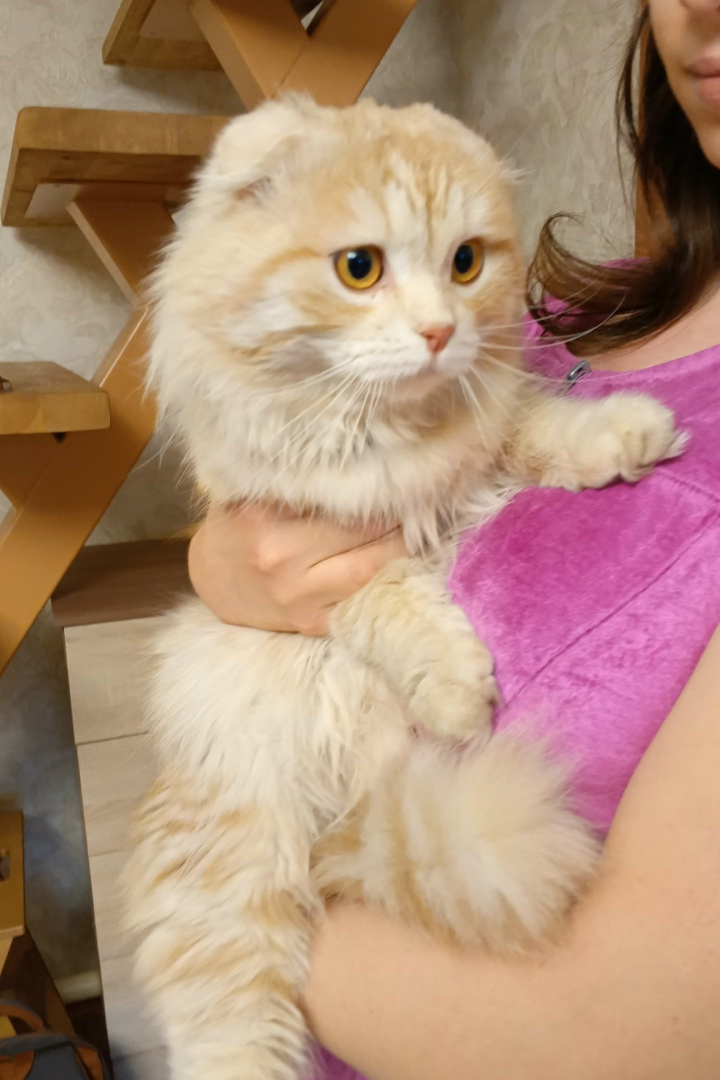 Найден питомец в Другие города