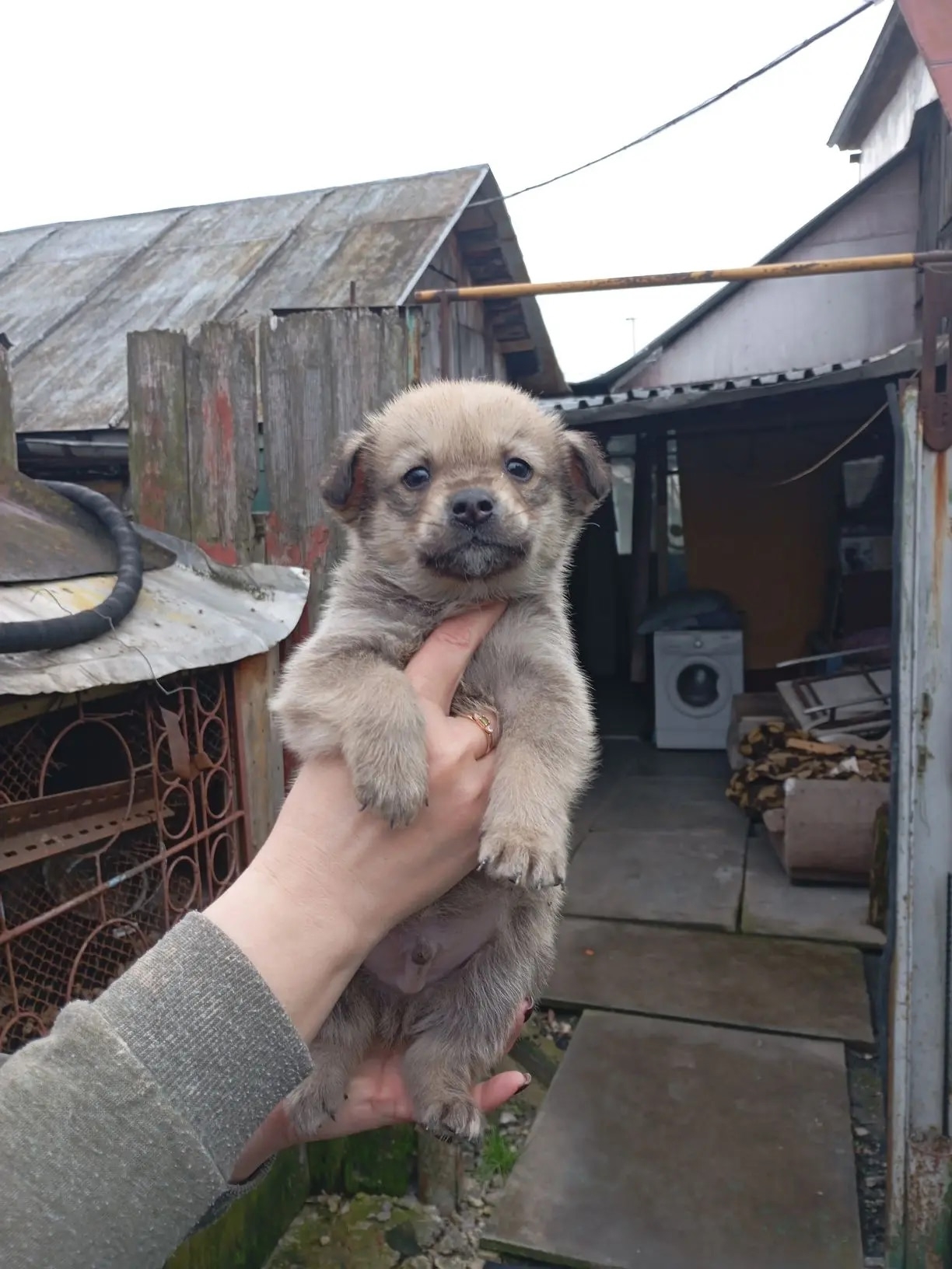 Объявление о питомце в Другие города