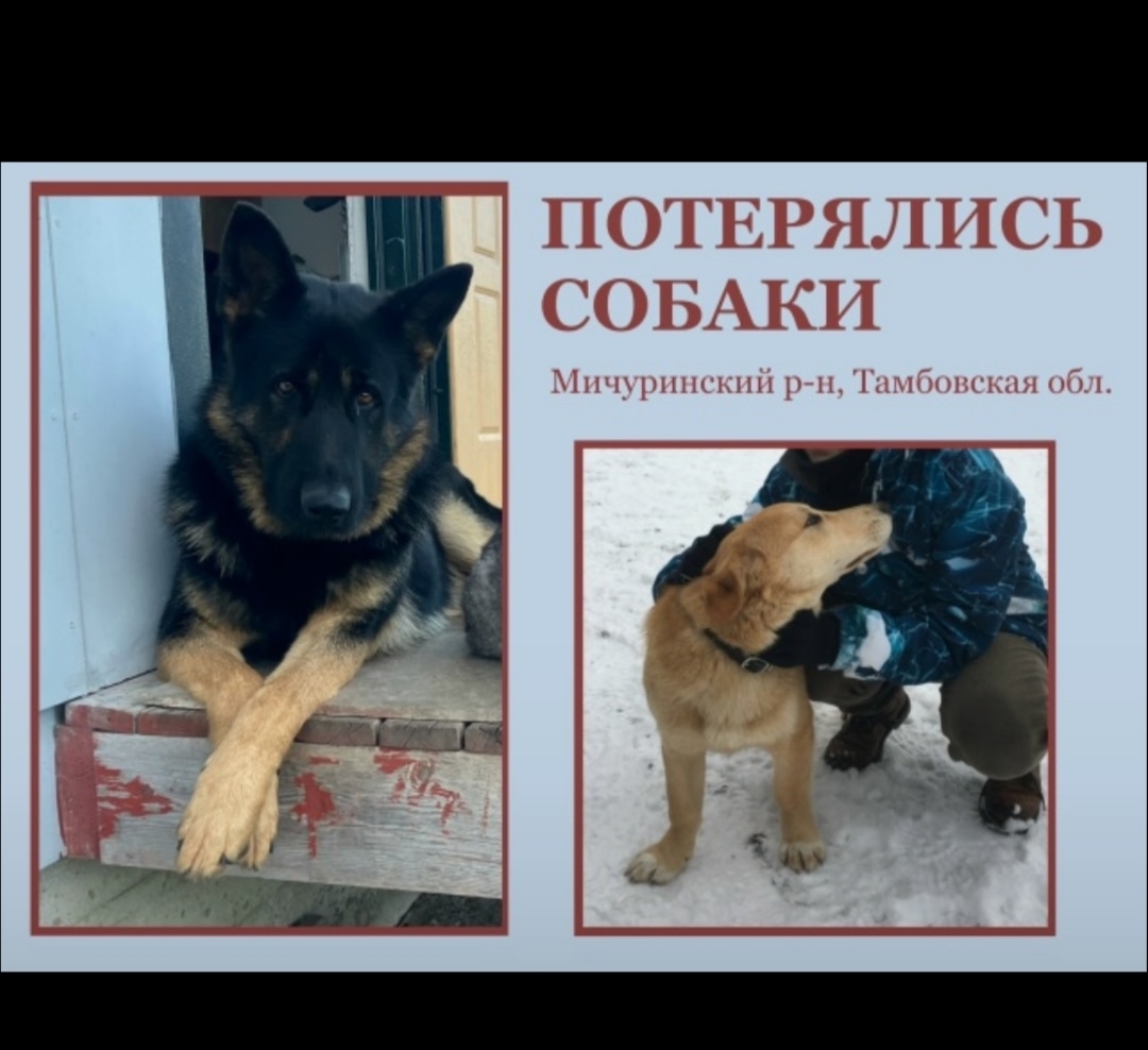 Пропала собака в Другие города