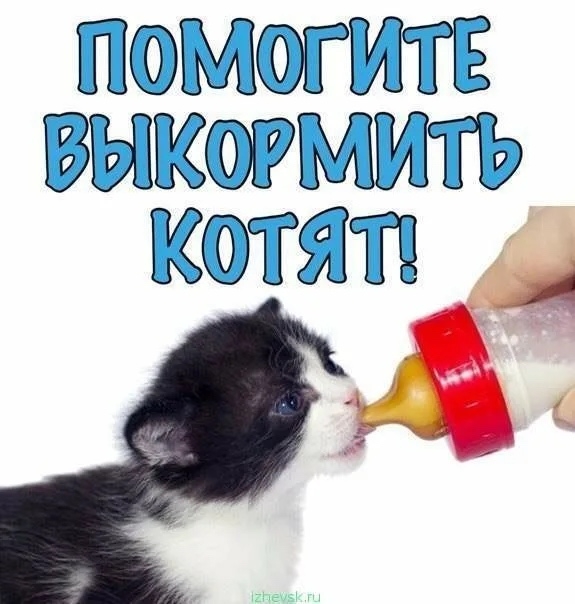 Найдена кошка в Других городах — фото объявления