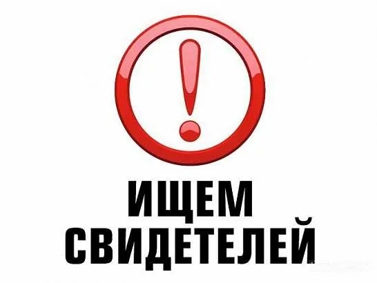 Найдена собака в Других городах — фото объявления
