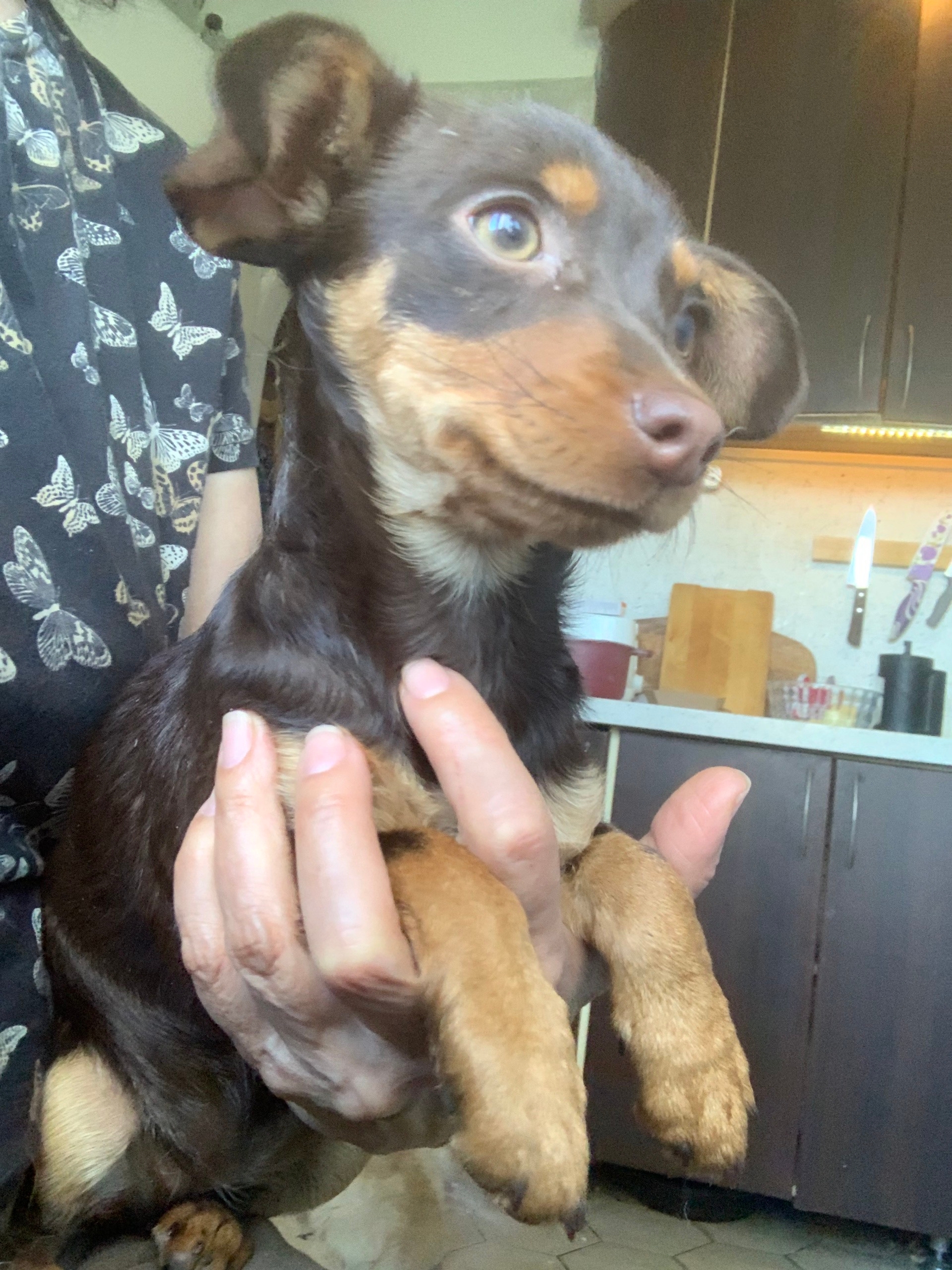 Найдена собака в Другие города