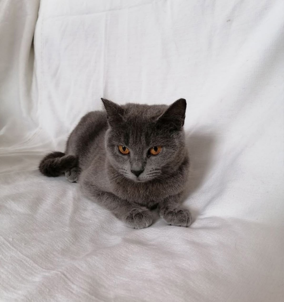 Найден питомец в Другие города