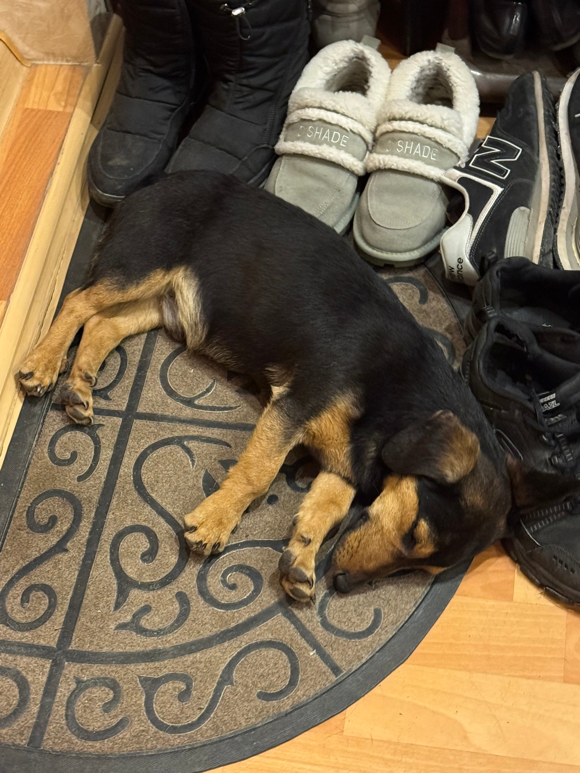 Найдена собака в Другие города