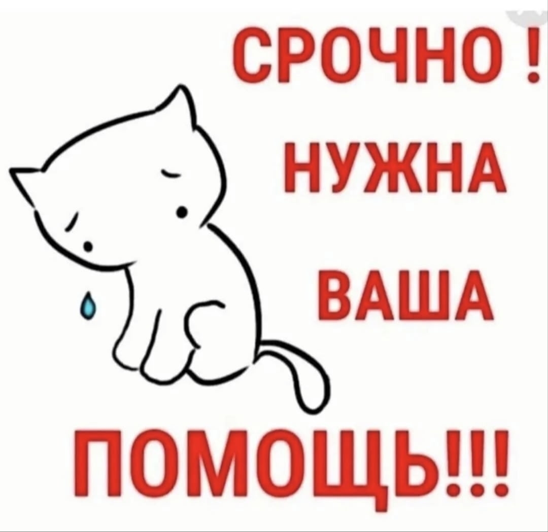 Объявление о питомце в Других городах — фото объявления