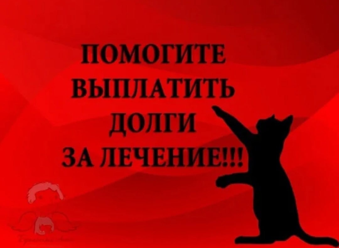 Объявление о питомце в Других городах — фото объявления