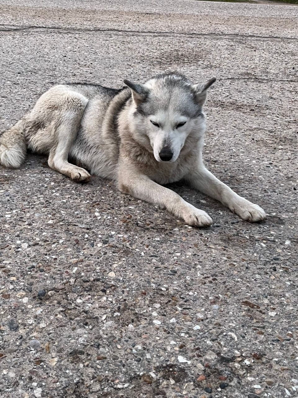 Объявление о питомце в Другие города