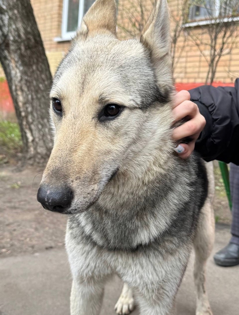 Найдена собака в Другие города
