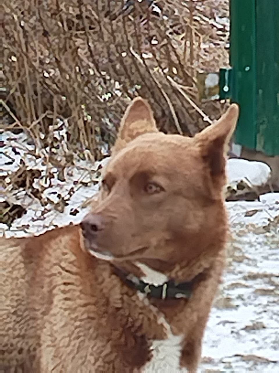 Найдена собака в Другие города