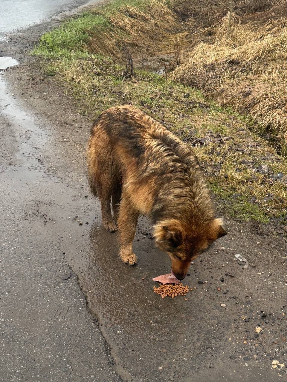 Объявление о питомце в Другие города