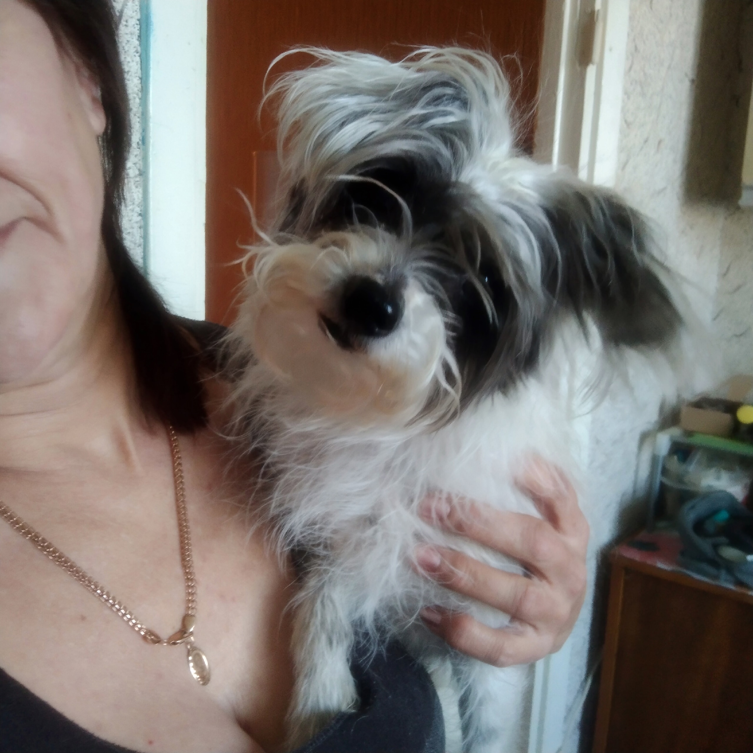 Найдена собака в Других городах — фото объявления