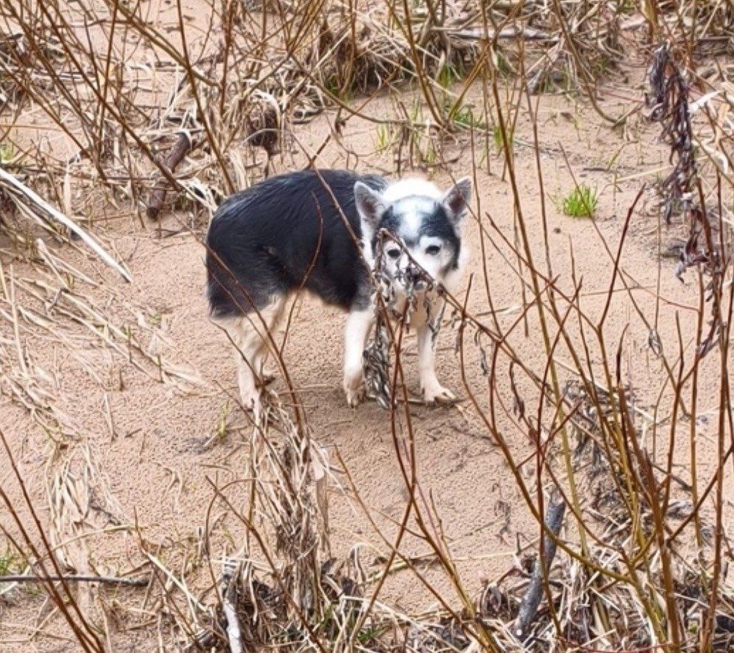 Волоколамский г.о замечена собака чихуахуа ?