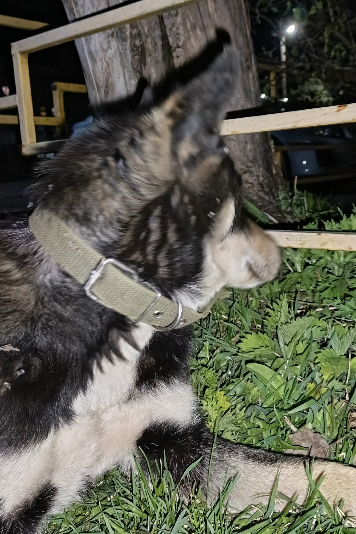 Объявление о питомце в Другие города