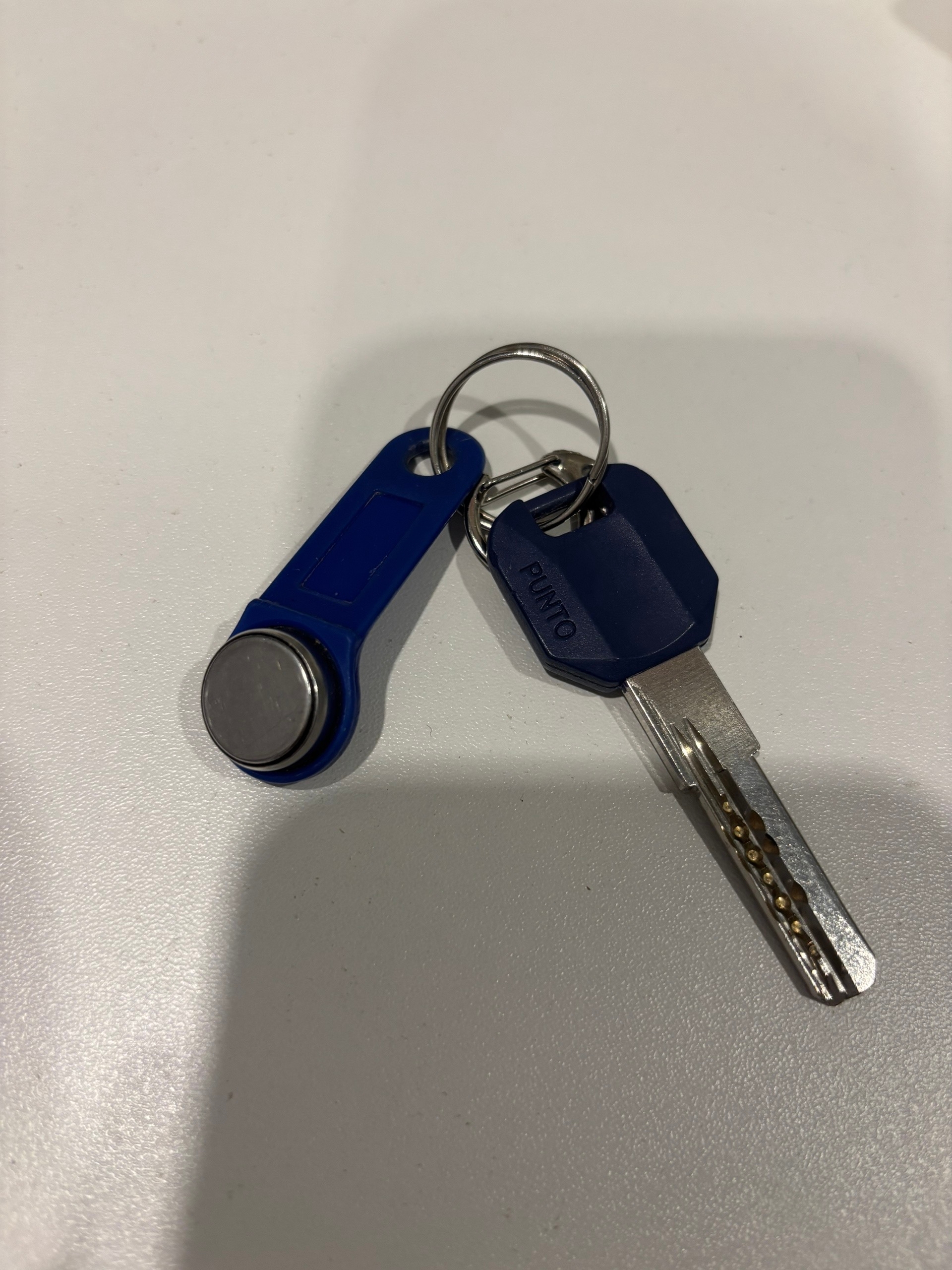 Найден питомец в Другие города