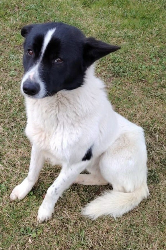 Найдена собака в Другие города