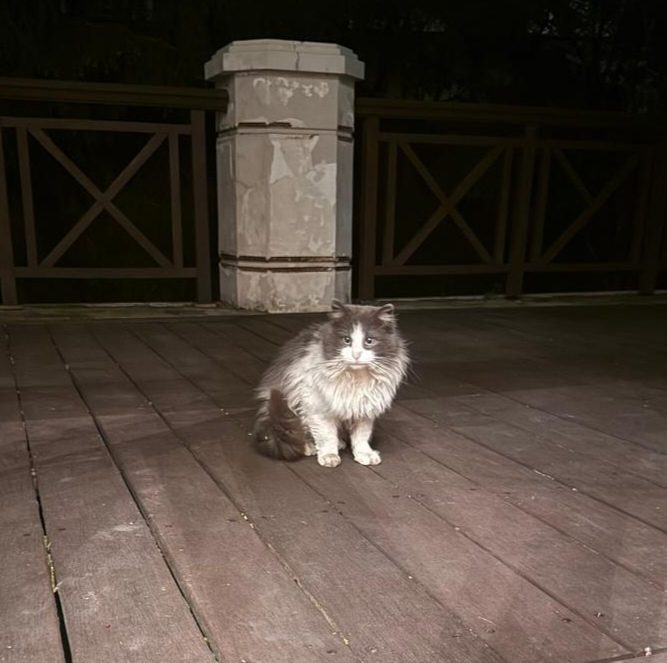 Найдена кошка в Других городах — фото объявления