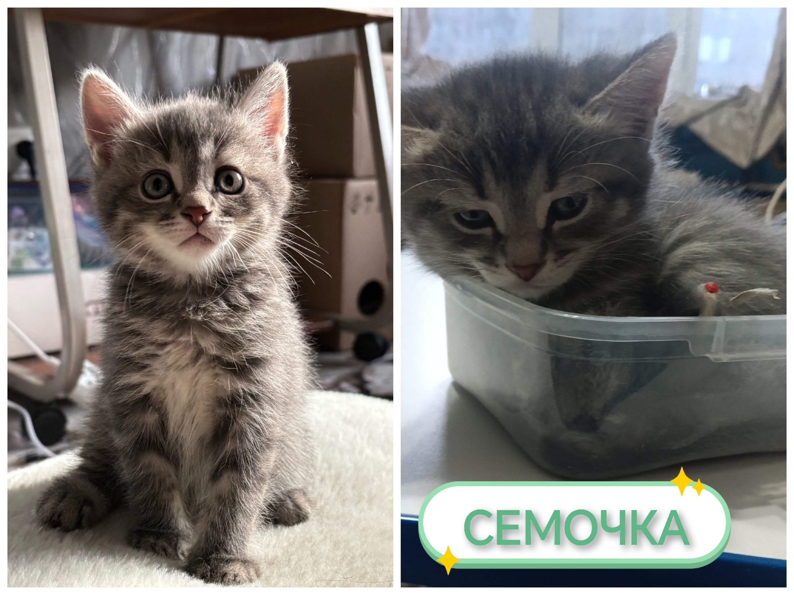 Найдена кошка в Рузе — фото объявления