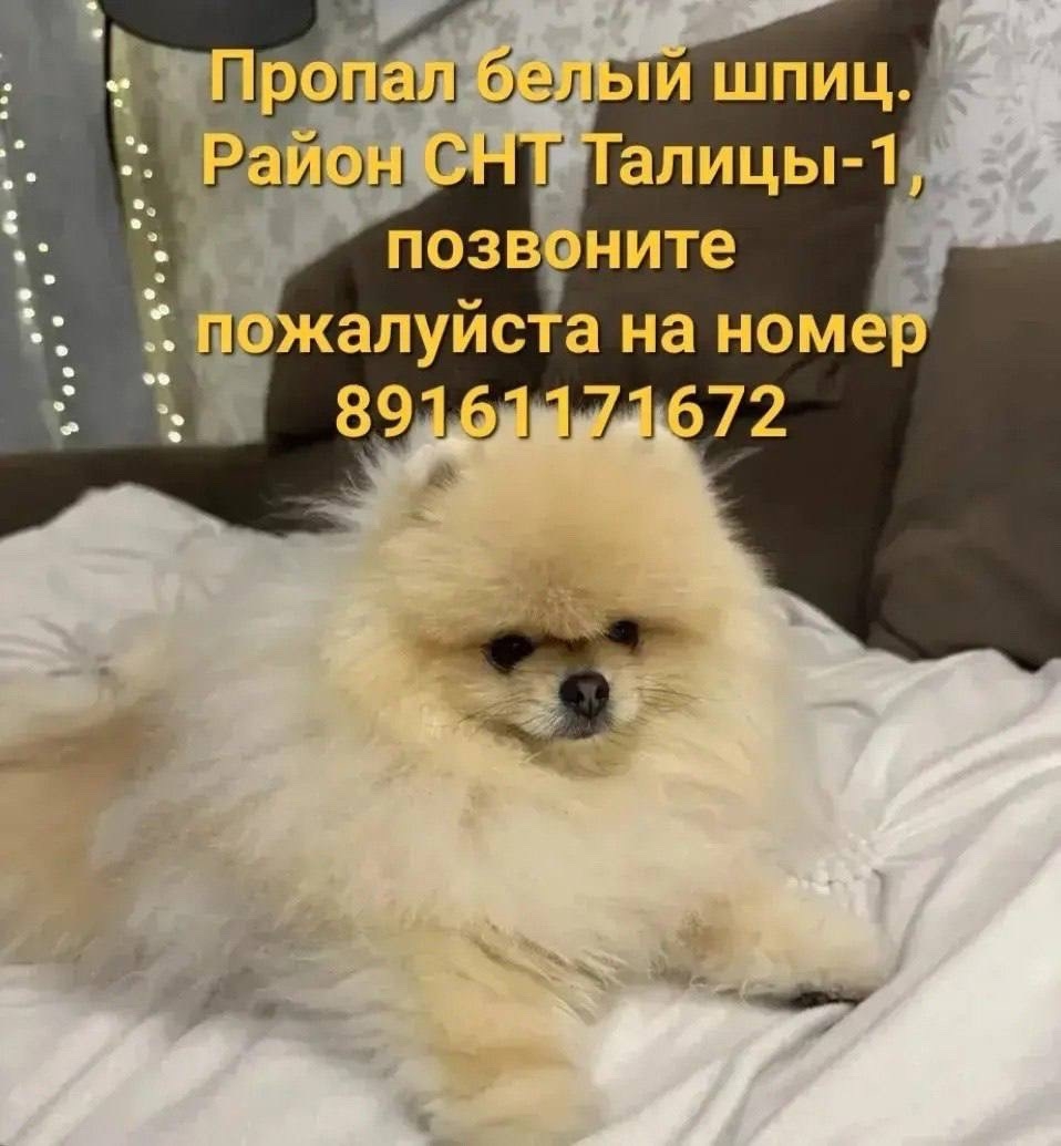 Объявление о питомце в Рузе — фото объявления