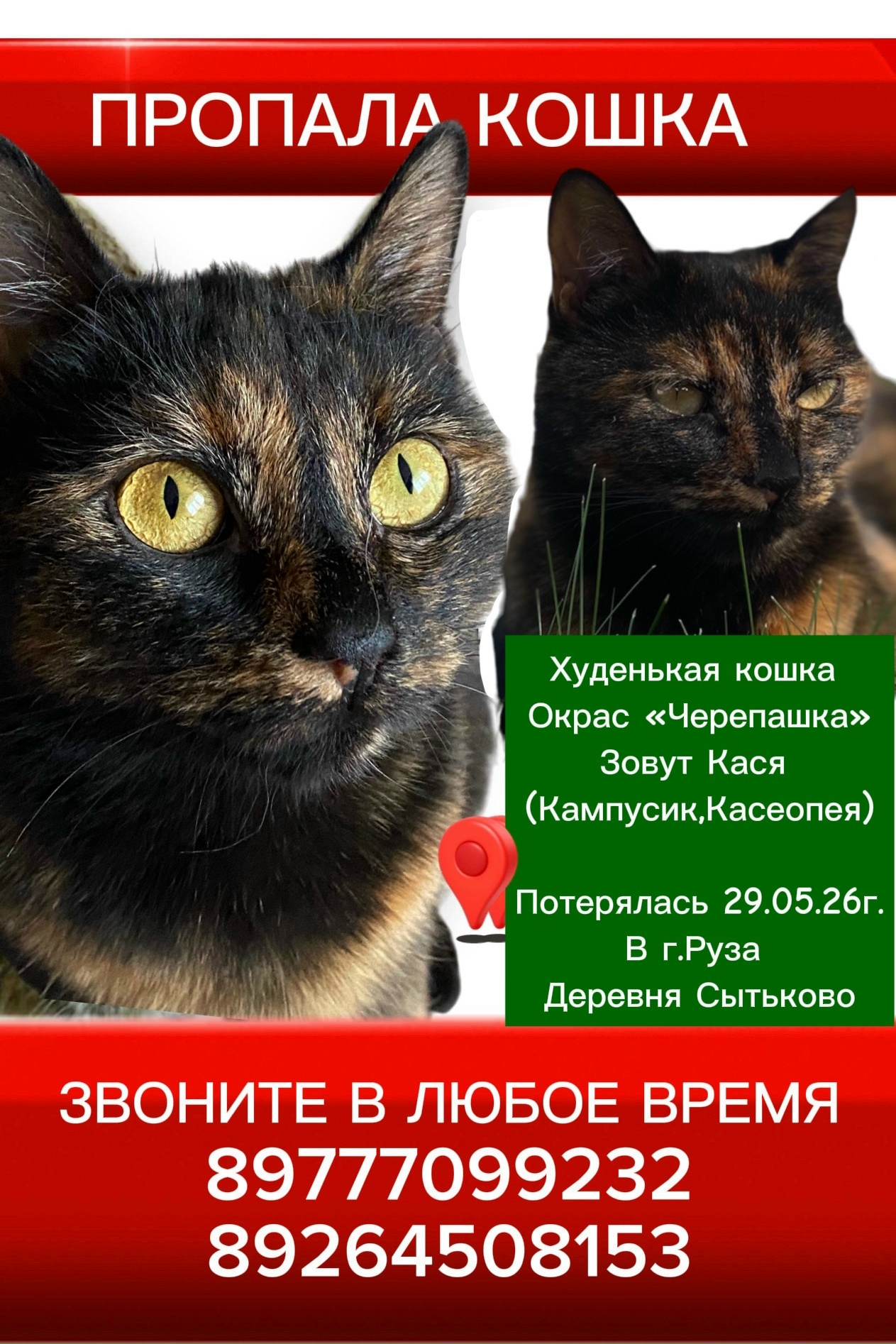 Найдена кошка в Рузе — фото объявления