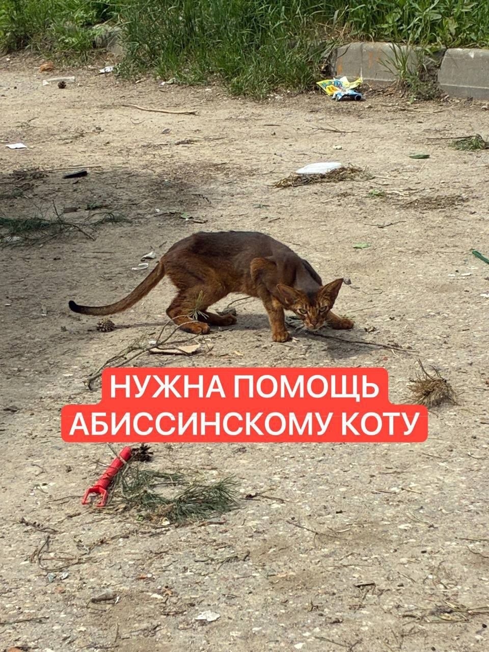 Найдена кошка в Рузе — фото объявления